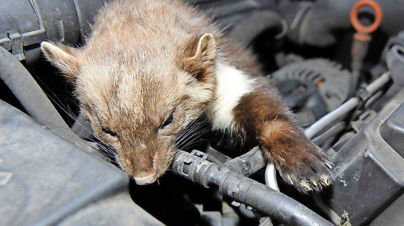 deramax plašič odpuzovač na kuny do motoru1